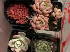 -万商花鸟市场