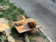 -大连森林动物园