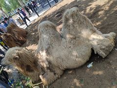 -长白岛森林公园