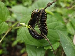 -紫蓬山国家森林公园