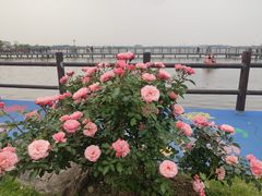 -鹅湖玫瑰文化园