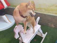 -柴犬高等学院·狗咖·柴犬售卖·宠物训练