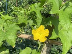 -南汇新场正宗水蜜桃采摘