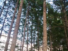 -塞罕坝国家级自然保护区