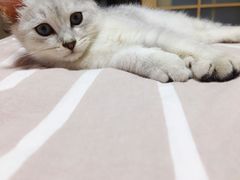 -北京恒爱动物医院(清景园分院)