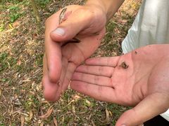 -南宁良凤江国家森林公园