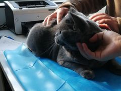 -瑞派·关忠动物医院·猫专科·犬专科(三环新城店)
