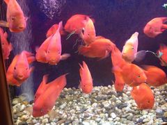 -金汇景海鲜酒家