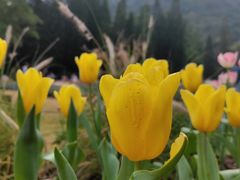 -深圳仙湖植物园
