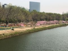 -大兴滨河森林公园