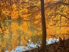 -上海海湾国家森林公园