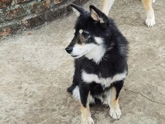 -柴犬高等学院·狗咖·柴犬售卖·宠物训练