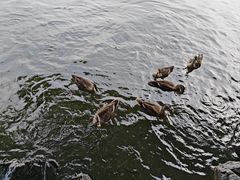 -西湖游船