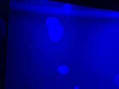 -暹罗海洋世界
