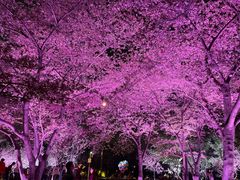 -西北湖绿化广场