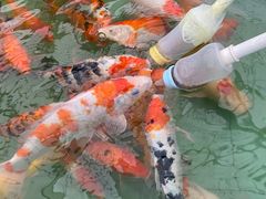 -麻涌飞鸭开心农场
