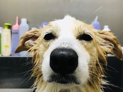-创凡宠物医院·骨专科  猫科中心(西乡分院)