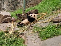 -都江堰中华大熊猫苑