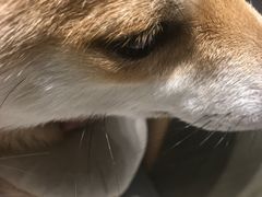 -逗柴咖啡屋·狗咖猫咖宠物桌游