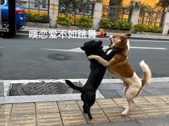 -福州肆爪动物医院