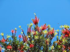 -银湖山郊野公园-相思林