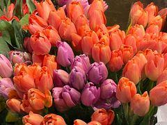 -循礼门鲜花花市(武汉循礼门店)