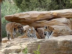 -北京野生动物园