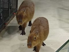 -上海大自然野生昆虫馆(东方明珠·爬宠昆虫探索中心)