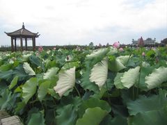 -武汉紫薇都市田园