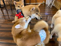 -豆柴町-柴犬主题狗咖(红鼎国际C座店)