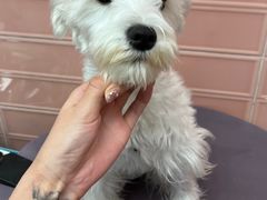 -FAELING PETS美天灵宠物(合生汇店)