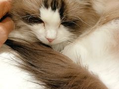 -滚猫咖啡·猫咖·猫友好撸猫(未来城店)