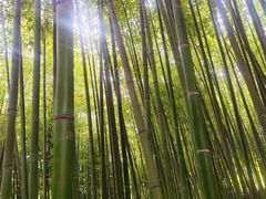 -泰山风景名胜区-普照寺