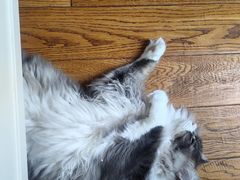 -红鼎豆捞·非遗鲍皇汤火锅(宝丰路店)