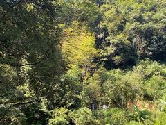 -江西阳明山国家森林公园