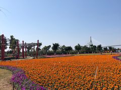-芒洲湿地公园