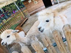 -萌宠亲子动物乐园(槐房万达店)