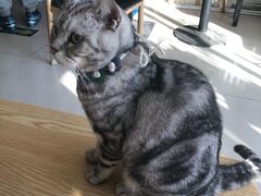 -平行世界·猫咖(首经贸店)