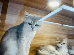 -猫十亿·布偶金渐层·曼基康矮脚猫舍(青年路店)