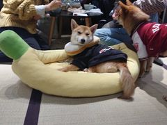 -逗柴咖啡屋·狗咖猫咖宠物桌游