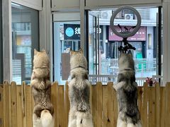 -Husky Go!哈士奇体验馆·宠物咖啡厅狗咖