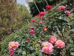 -人民公园(罗湖区)