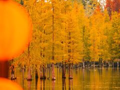 -白鹭湾湿地公园