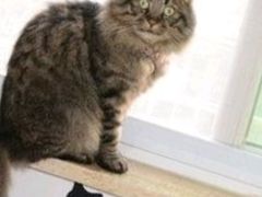 -pd派德宠物中心医院24H急重症·眼科中心·血液透析中心(嵩山北路店)