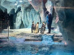 -帝企鹅自助餐厅•儿童岛•真企鹅(长隆企鹅酒店)