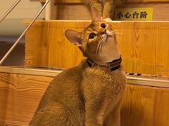 -MOCHA明星猫咖(田子坊店)