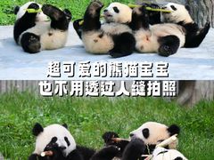 -都江堰中华大熊猫苑
