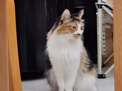 -玫瑰咖啡(中山六路店)