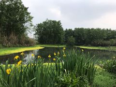 -桤木河湿地公园