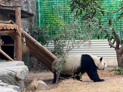 -灵玲国际马戏城